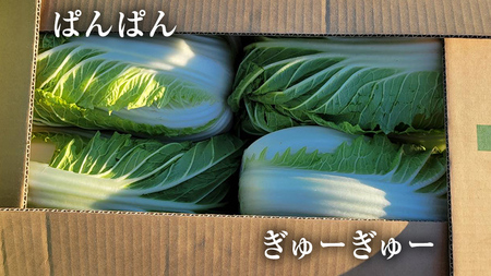 白菜 白菜 白菜 1箱 10kg 生産量 日本一  白菜 白菜 白菜 白菜 白菜 白菜 白菜 白菜 白菜 