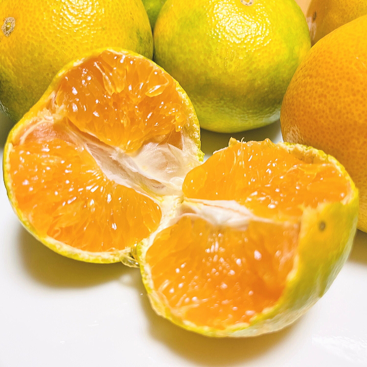 【先行予約】【秋の美味】【農家直送】ゆら早生有田みかん（ご家庭用）約5kg ふるさと納税 みかん ※2025年10月上旬～10月下旬頃に順次発送予定 ※沖縄・離島への配送不可