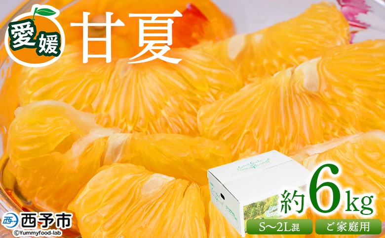 
＜愛媛県西予市産 甘夏 ご家庭用 約6kg＞ 訳あり S～2Lサイズ混合 果物 くだもの フルーツ みかん ミカン 蜜柑 あまなつ オレンジ 柑橘 不揃い 食べて応援 特産品 宇都宮物産 愛媛県 西予市【常温】
