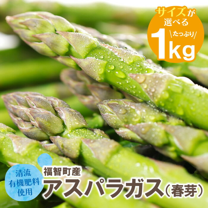 【ふるさと納税】選べるサイズ 清流・有機肥料使用 アスパラガス(春芽) 1kg 期間限定 数量限定 朝採り アスパラ アスパラガス 野菜 新鮮 旬 とれたて お取り寄せ 福岡県 福智町 国産 九州産 送料無料