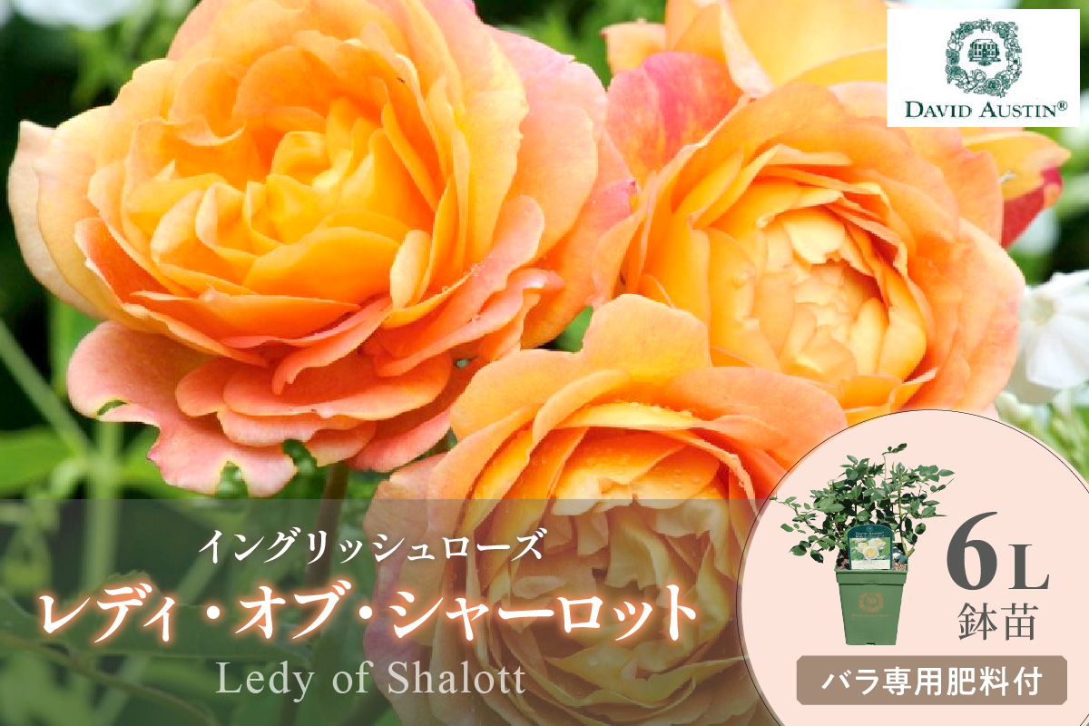 【イングリッシュローズ】デビッド・オースチン レディ・オブ・シャーロット 6L鉢苗（バラ専用肥料付）【025D-014】