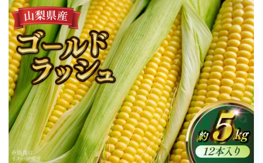トウモロコシ ゴールドラッシュ 12本入り 約5kg [KYA農園 山梨県 中央市 21471059] とうもろこし コーン