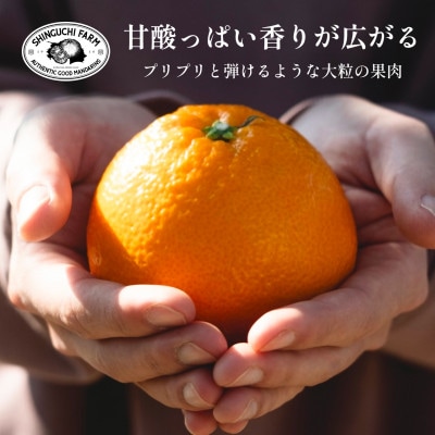 【創業108年】愛媛みかんの老舗【伊予柑 3kg】【C70−72】【1615841】