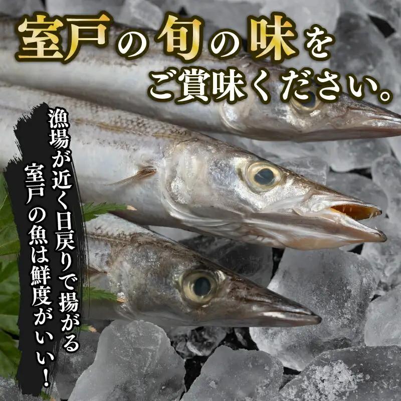 カマス 干物 8枚 国産 カマス
