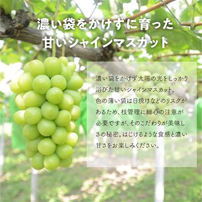 ふるさと納税 真庭市 【発送月固定定期便】【2026年先行予約】ピオーネとシャインマスカットの大2房が届く(岡山産)全2回 |  | 03