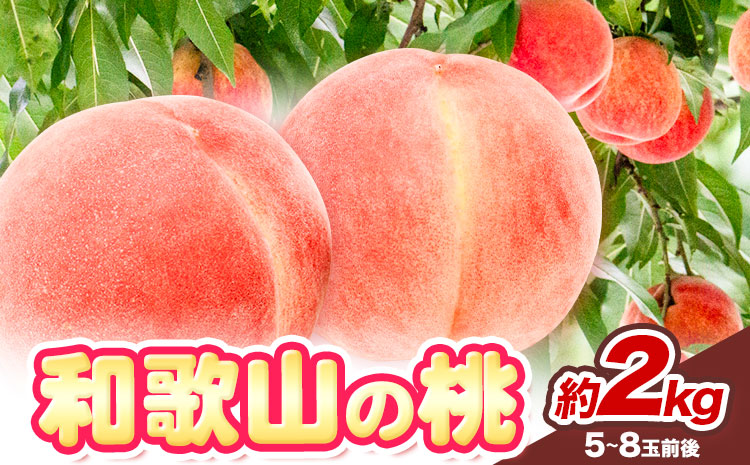 【先行予約】和歌山の 桃 秀選品 約 2kg 1箱 厳選館【配送不可地域あり】《2025年6月末-8月下旬出荷》和歌山県 日高川町 果物 フルーツ 桃 もも