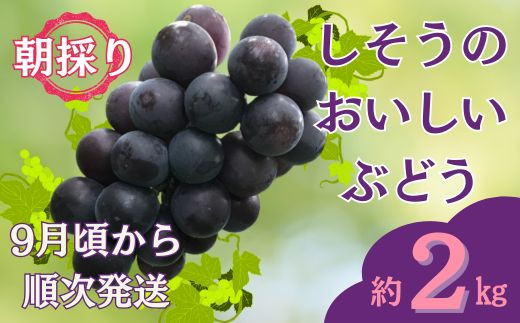 I7【令和8年産　先行受付】しそうのおいしい ぶどう 約 2Kg  【 藤稔・紫玉・ピオーネ その他 品種指定不可 9月中旬ごろ発送 】