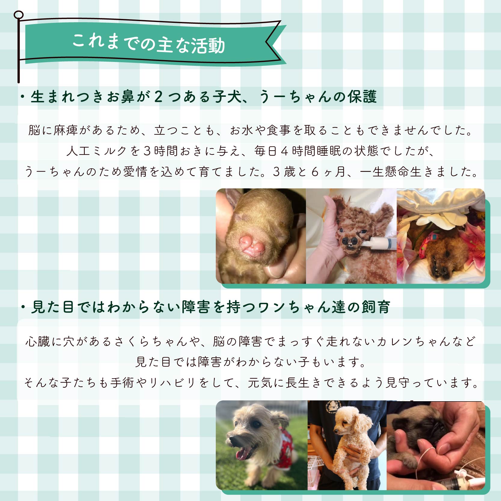 【返礼品なし】 障害犬 保護犬の支援 ハートフルプラン 保護 支援 里親 譲渡 治療 餌 犬 動物愛護 藤枝市 静岡県