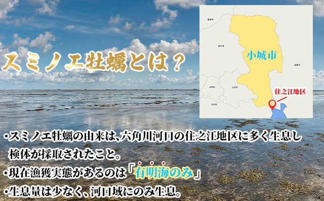 天然 有明海産「冷蔵スミノエ牡蠣」スミ☆スター3Kg 殻付き牡蠣 かき 牡蠣 カキ 鍋 海産物 貝類 貝 はしま海苔