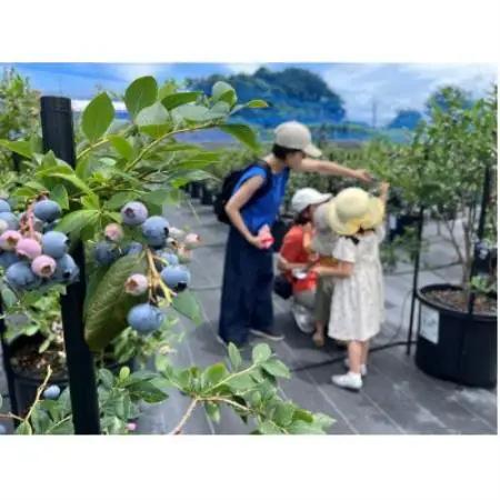 大阪府岬町ブルーベリー狩り体験(多品種食べ比べ体験)ペアチケット(お土産付)【1366596】