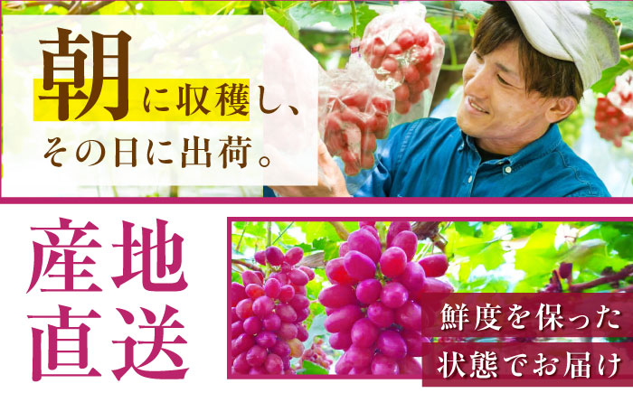 【2026年先行予約】【10個限定】【ご自宅用】期待の新品種！クイーンセブン 1房（約350g）簡易包装 訳あり 島根県雲南市/ギアファーム [AIAB008]