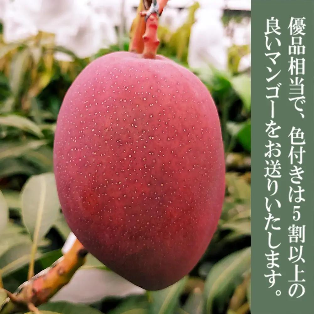 2027年発送【75マンゴー生産部会】 75（名護）マンゴー　約1kg