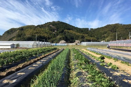 中里自然農園 旬のお野菜便 野菜セット 8～10種類 【 高知 新鮮 農薬不使用 化学肥料不使用 安心 旬 フレッシュ 野菜 セット 詰め合わせ 】