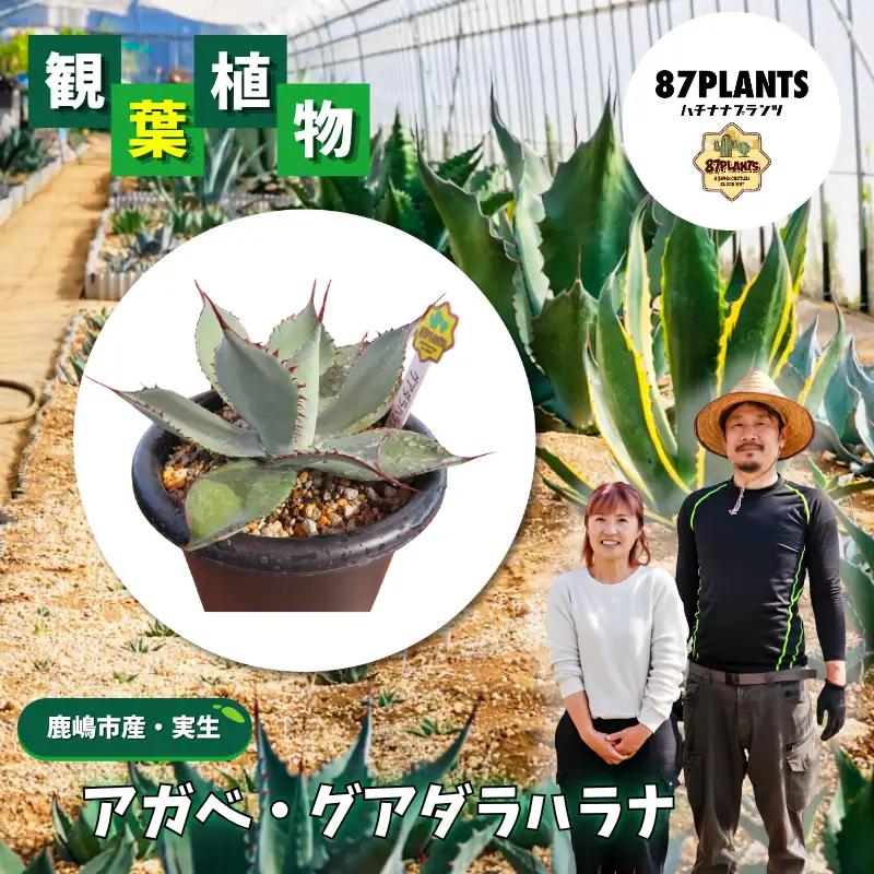 【 アガベ 】 多肉植物  グアダラハラナ ガーデニング agave 数量限定 園芸 植物 アガベ 鹿嶋市 