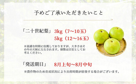 【数量限定】ハウス二十世紀梨 5kg （生橋農園） 果物 フルーツ 梨