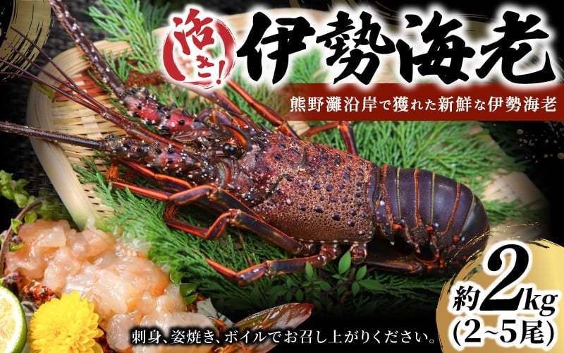 
                  数量限定 活き 伊勢海老 約2kg（2～5尾）おせちにもおすすめ！ 配送日指定可 / 伊勢エビ 伊勢えび エビ えび 海老 刺身 お刺身 お造り 魚介類 鮮魚 年末 お正月 正月 三重県 熊野市【kmgk0004】
                