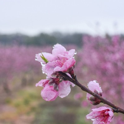 先行受付!　桃(特秀品)食べきりやすい3個入り【配送不可地域：離島】