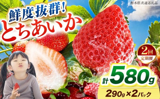 【2027年先行予約】〔定期便2回〕鮮度抜群 いちご とちあいか 290g×2P【栃木県共通返礼品】