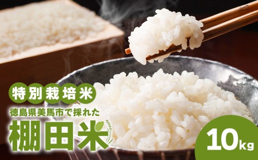 米 棚田米 10kg 特別栽培米 エイコーファーム《30日以内に出荷予定(土日祝除く)》特別栽培米 10㎏ 米 10㎏ 精米 白米  コメ 10㎏ 米 棚田米 10㎏  徳島県 美馬市