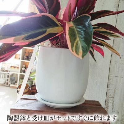 ふるさと納税 糸島市 観葉植物 ストロマンテ・トリオスター [AWB019] |  | 02