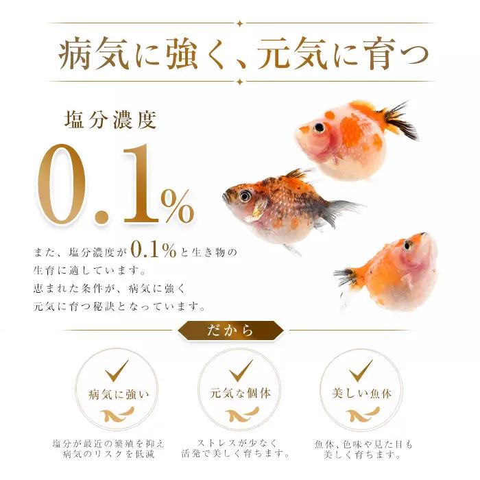 10営業日以内に発送 温水育ち ミニホテイソウ 30株 otofarm IB148-008 ※北海道・沖縄・離島配送不可※ 水槽 水槽