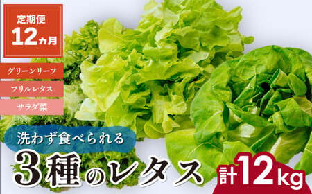 【定期便12ヵ月】 ＜洗わず食べられる・室内水耕栽培＞ 3種のレタス 1回1kg(500g×2袋)×12ヵ月 | レタス レタス レタス レタス レタスレタス