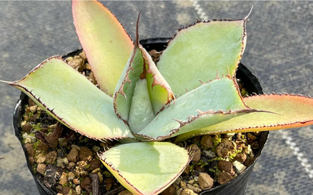 アガベ グアダラハラナ 1株 Agave guadalajarana 長与町/アグリューム[EAI204]