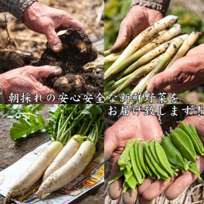 ふるさと納税 日出町 産地直送!旬の朝採れ野菜のセット(9〜13種程度) |  | 02