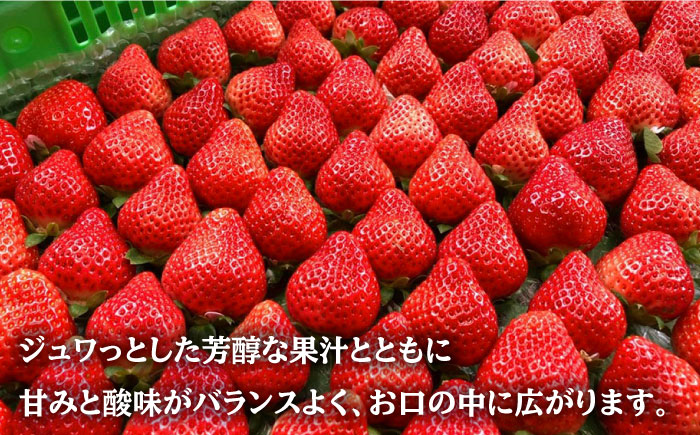 【2025年2月より発送】『自然環境農法』で育てた福岡県産 あまおう 約285g×4パック＜おおきべりー株式会社＞那珂川市 [GZE002]