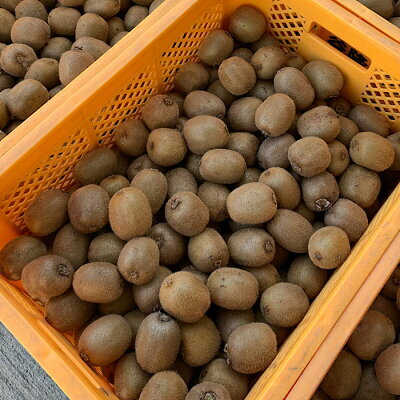 ZE6362n_和歌山県産 キウイフルーツ 1.2kg(サイズ混合)【まごころ手選別】_イメージ3