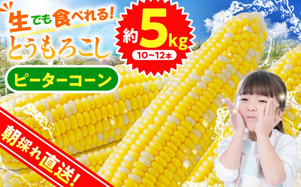 
                  ★2027年先行予約★富士北麓忍野村の気候、水、自然で作られた朝採りトウモロコシ（ピーターコーン）（約5kg）
                