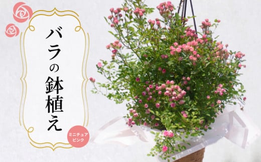 バラ 鉢植え ミニチュアピンク ( ギフト プレゼント 贈答 花 フラワー プロポーズ 記念日 お祝い 自然 贈り物 ローズ 植物 バラ鉢苗 バラ苗 ガーデニング 産地直送 お取り寄せ 癒やし 香り リラックス ) 下関 山口