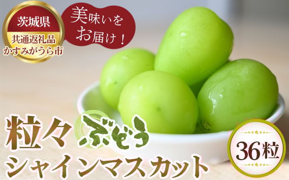 
                  【先行予約】粒々ぶどう36粒　シャインマスカット【茨城県共通返礼品 かすみがうら市】 ／ 旬 新鮮 葡萄 ブドウ 果物 フルーツ 茨城県 特産品 No.349
                