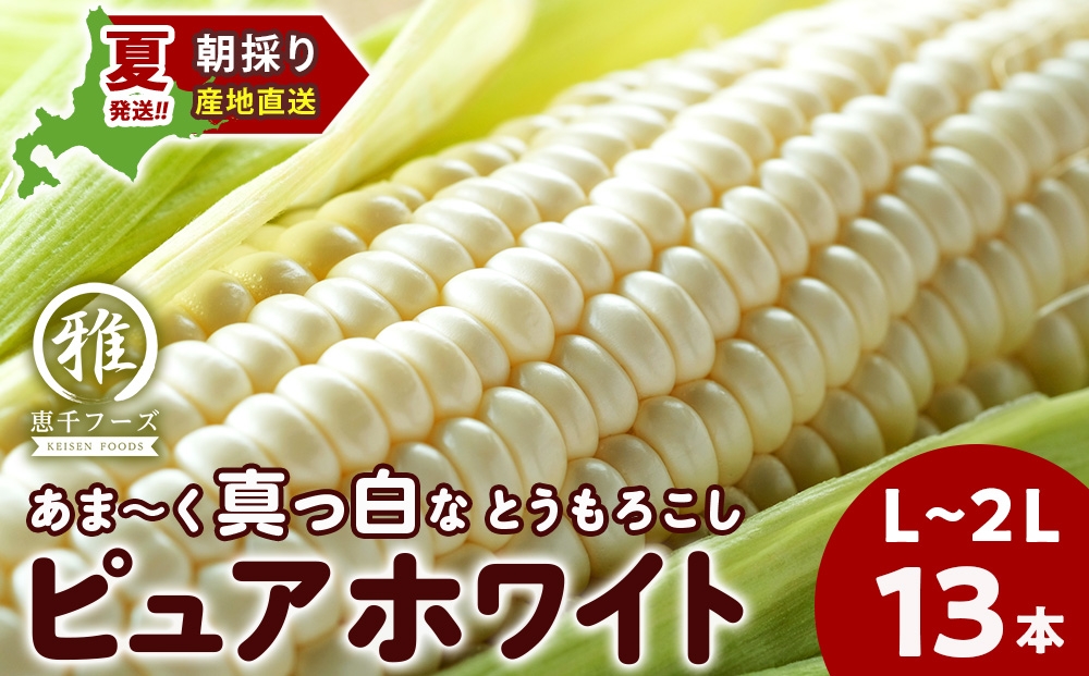北海道千歳市朝採り白いとうもろこし！ピュアホワイト　L～2L（15本入）※予約開始※