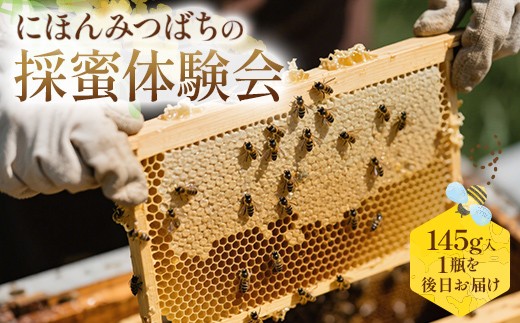 にほんみつばちの採蜜体験会（9月開催） FAA-258
