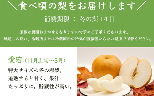 訳あり 今が食べ頃 特栽 旬の梨5kg　愛宕梨　果物 フルーツ くだもの
