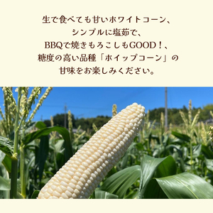 京都府産 極甘ホワイトコーン 12本（約4.5～5kg）【 とうもろこし トウモロコシ コーン ホイップコーン 季節の野菜 農家直送 旬 旬野菜 国産 野菜 朝採り 産地直送 期間限定 甘い コーン 