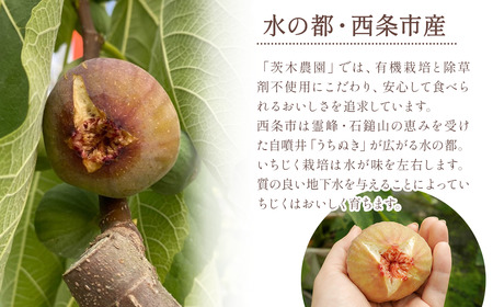 【先行予約】 朝どりそのまま直送 「 日本いちじく 」 2025年7月下旬～10月頃発送　茨木農園 いちじく 日本いちじく 朝採れ 産地直送 愛媛県 西条市 【オンライン決済限定】