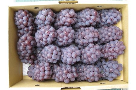 多度津町白方特産 デラウェアぶどう【令和6年6月中旬より発送!予約受付中】【B-20】