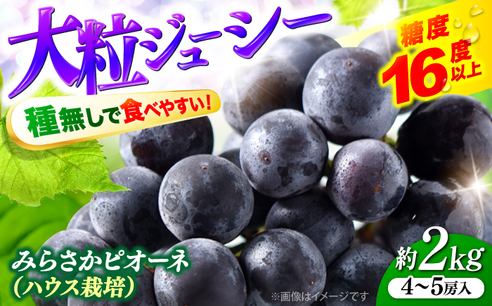 【先行予約】【7月中旬から8月上旬に順次発送】みらさかピオーネ（ハウス栽培）2kg 4から5房入 種無し ぶどう フルーツ ギフト ピオーネ 果物 三次市/みらさかピオーネ直売所 [APBE002]