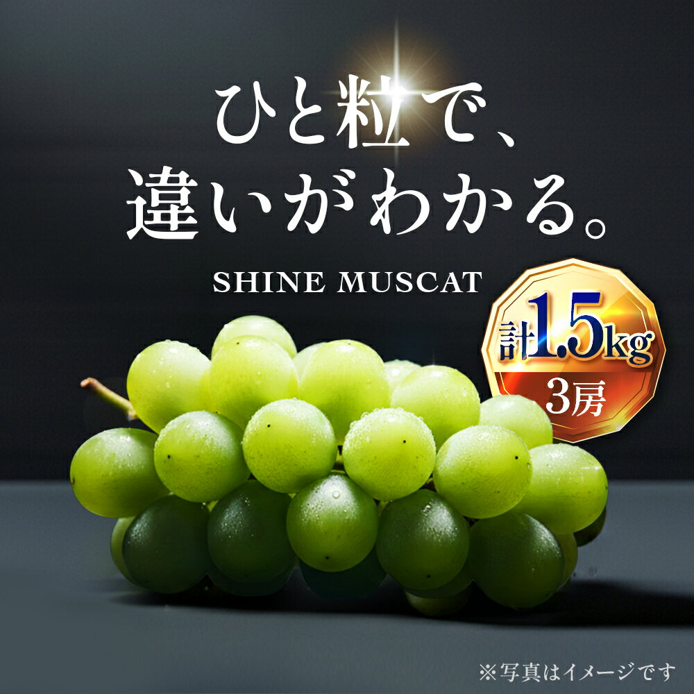 【ふるさと納税】【2026年先行予約】苗から厳選 シャインマスカット1.5kg(3房) 9月上旬～下旬発送 大粒 ぶどう ブドウ フルーツ 果物 くだもの おすすめ　お届け：2026年9月