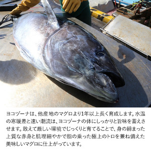 豊後まぐろ ヨコヅーナ 中落ちセット 200g×2   鮪 マグロ 海鮮丼 希少部位 刺し身 盛り合わせ 冷凍 新鮮 大分県産 九州産 津久見市 国産