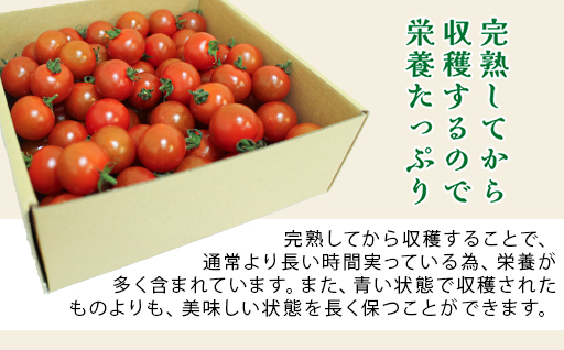 【11】ミニトマト2㎏箱【10月以降順次発送】