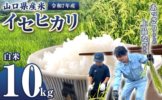 令和7年産 山口県産米 イセヒカリ 10kg ｜ 令和7年産 イセヒカリ 山口県産米 こめ お米 コメ 白米 山口県 平生町