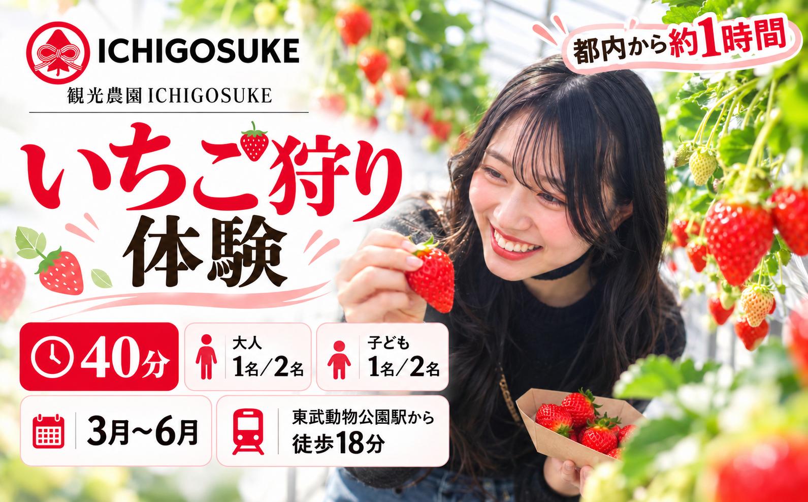 いちご狩り体験 大人1名・2名・子供1名・2名 チケット | いちごがり 収穫 体験 いちご 都内から約1時間 東武動物公園すぐ 小学生 中学生以上 べにたま かおりん 紅ほっぺ 3月 4月 5月 6月 春休み レジャー 休日 祝日 週末 連休 イチゴ 苺 ichigo itigo 観光農園ICHIGOSUKE 埼玉県 宮代町