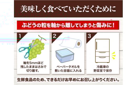 241.【先行予約】 岡山県産 訳あり つる付き シャインマスカット 2房 (530g以上)【配送不可地域あり】 《9月上旬-11月上旬頃に出荷予定(土日祝除く)》 岡山県 矢掛町 マスカット ぶどう