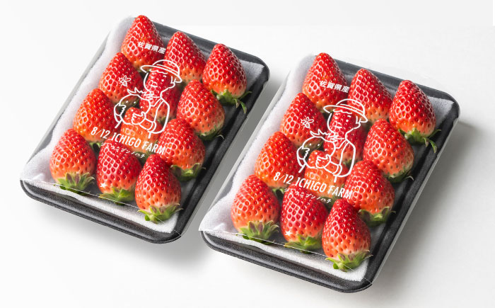 【R8年2月以降発送】いちごさん 240g×2パック 【8/12ICHIGOFARM】 [IBR002]