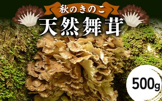 
                  ＜2026年10月上旬より発送＞秋のきのこ 天然舞茸 500g F2Y-6173
                