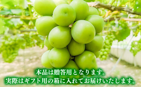 【先行予約】【8月中旬より順次発送】【50個限定】【贈答用】シャインマスカット2房 / シャインマスカット 果物 フルーツ ギフト 新鮮 /　島根県雲南市　/ 寿ぶどう縁[AIEM002]