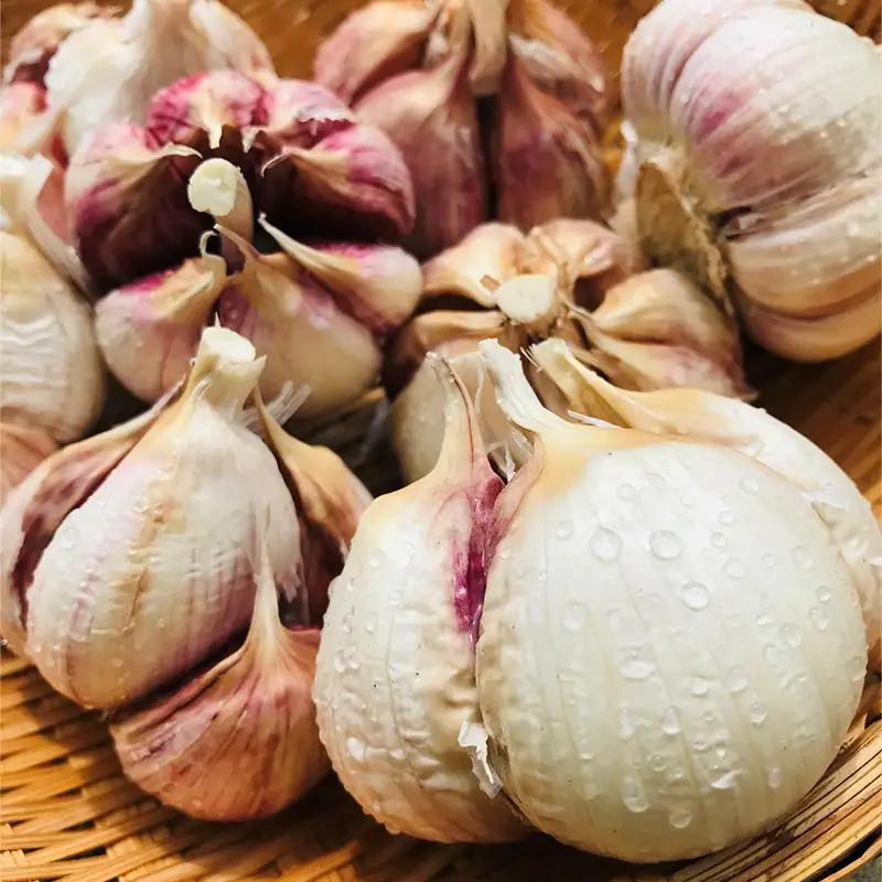 最上伝承野菜 【最上赤にんにく】 600g（バラ） にんにく ニンニク 薬味 ガーリック 野菜 F3S-2953